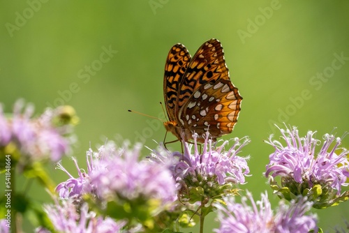 Canvas Print Macro shot of a great spangled fritillary butterfly on wild bergamot flowers