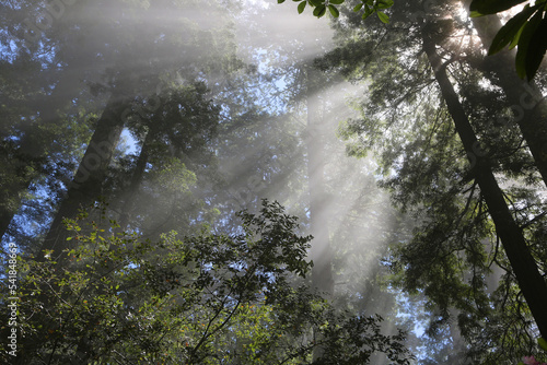 Sunrays in the forest - Redwood National Park, California © jerzy