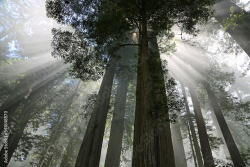 Sunrays behind trees - Redwood National Park, California