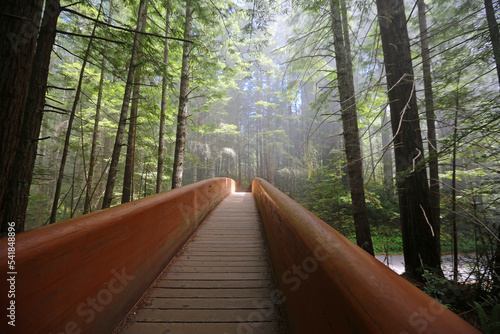 The bridge and the forest - Redwood National Park, California photo