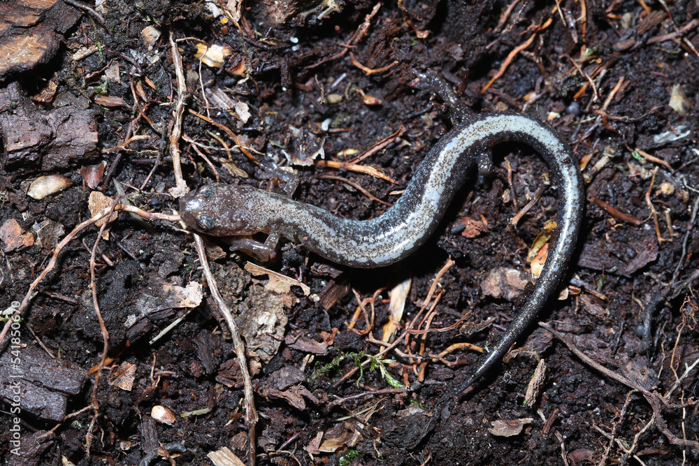 Obraz premium A white-stripe color morph of the red-back salamander (Plethodon cinereus). This species typically has a red stripe down its back but some individuals have white stripes or no stripes. 