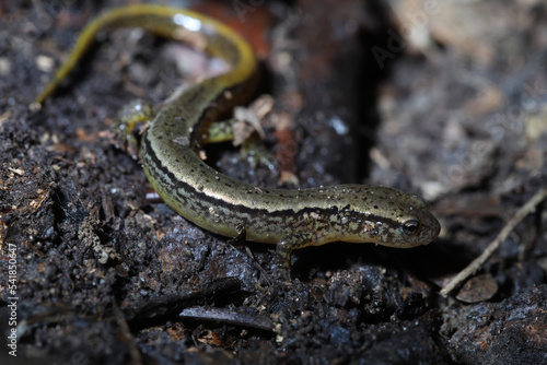 Northern Two Lined Salamander (Eurycea bislineata). 