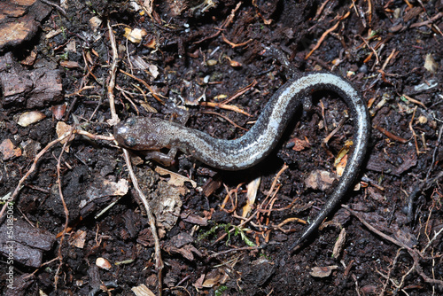 A white-stripe color morph of the red-back salamander (Plethodon cinereus). This species typically has a red stripe down its back but some individuals have white stripes or no stripes. 