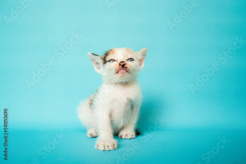 One month old white striped domestic cat is confused in front of a turquoise background, very adorable and cute