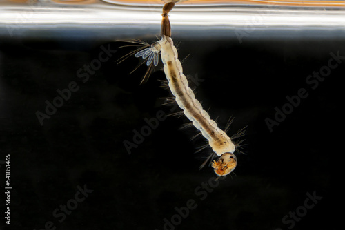 Macro of mosquito larva on black background. Mosquito's larva in water.