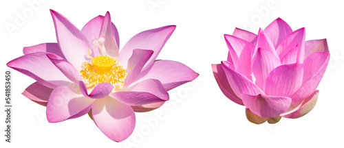 Lotus flower or pink lotus isolated on white background in Thailand.