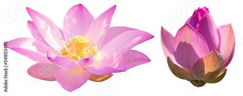 Lotus flower or pink lotus isolated on white background in Thailand.