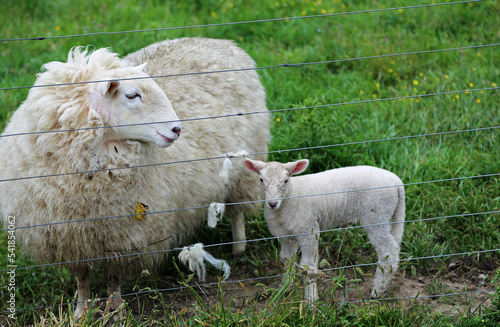 Sheep and lamb - Centerville, California photo