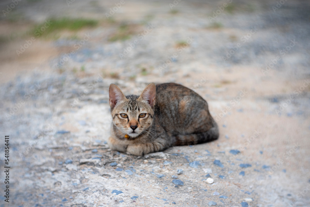Little cat Little cat