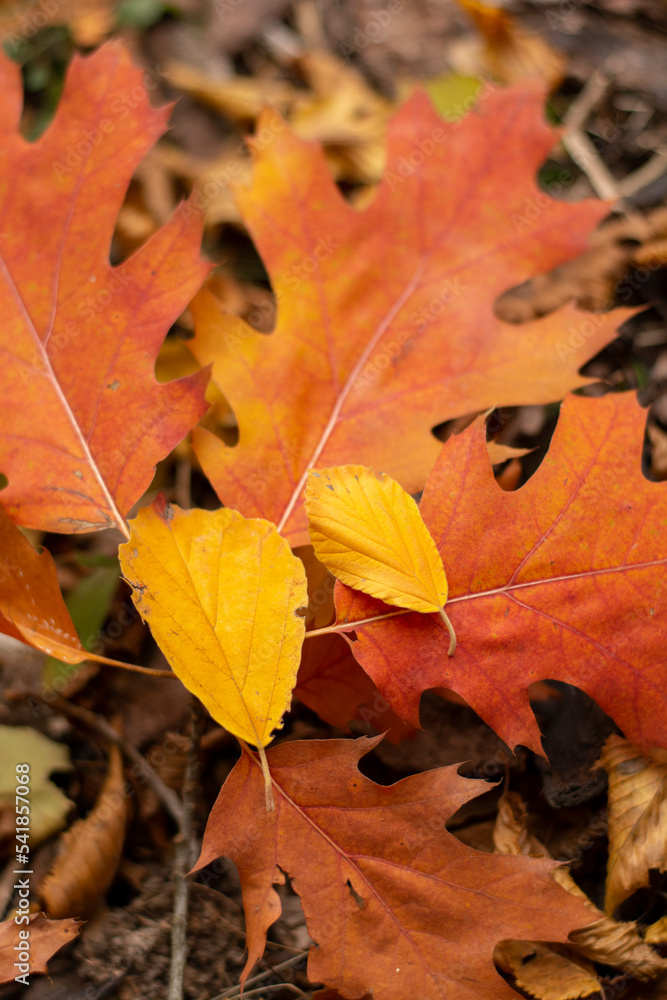 Red leaves of Northern red oak (Quercus rubra) in the autumn. Red oak fall foliage close up. Red leaves of Northern red oak (Quercus rubra) in the autumn. Red oak fall foliage close up.