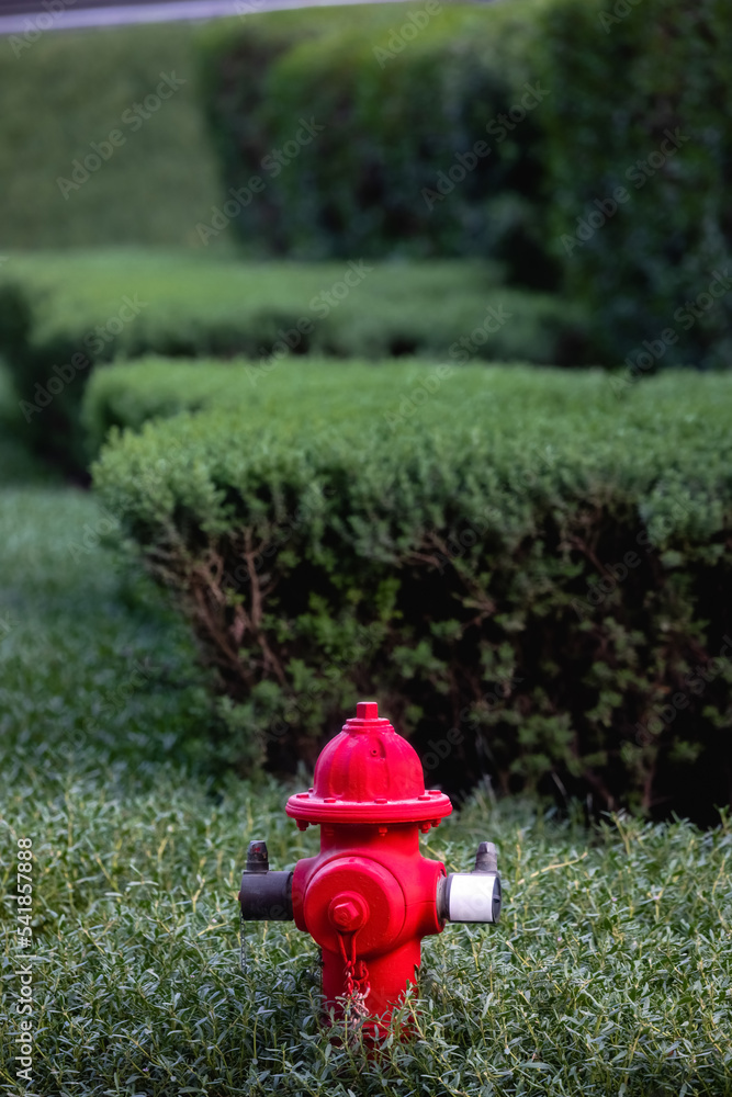 Bright red firehydrant in green bushes sunny day Bright red firehydrant in green bushes sunny day