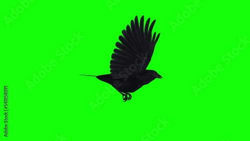 American Crow - Black Bird - Flying Loop - Side View - Green Screen