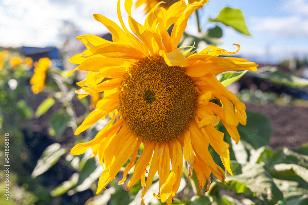 Naklejka premium A beautiful sunflower with long yellow petals in the field. Calm tranquil moment in countryside. Sunflower growing in evening field. Atmospheric summer wallpaper, space for text