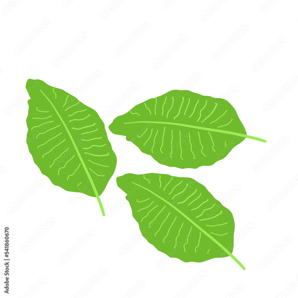 mint leave spicy mint leave spicy