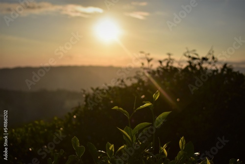 photo of sunset in the tea garden - West Java, Indonesia © Fajarhidayah11