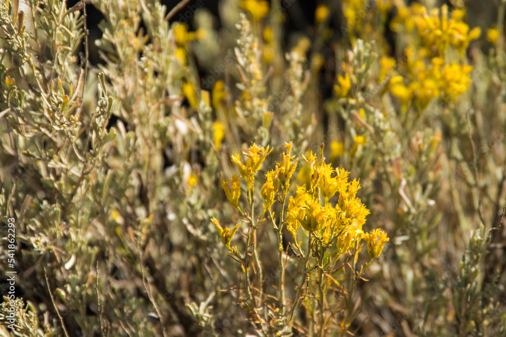 Obraz premium Desert or arid wildflower plaints, growing in the harsh landscape and lovelying lit by the sunshine. 