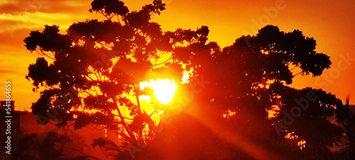 A beautiful natural golden red sunny background with tree branches at spring sunset.