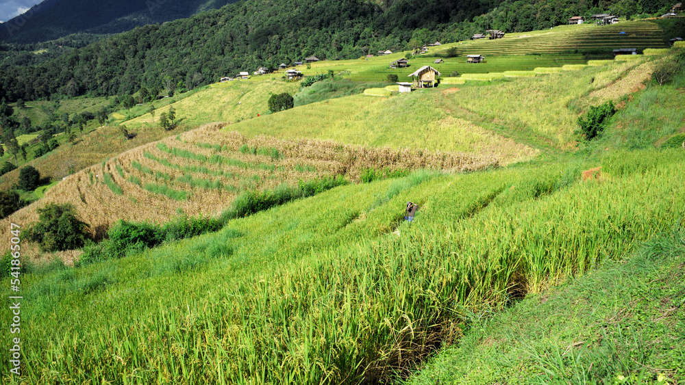 step of field rice in thailand