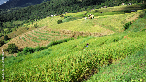 step of field rice in thailand