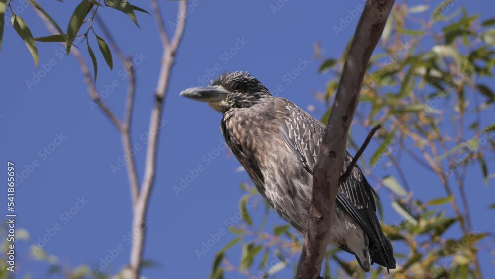The young green heron (Butorides virescens) or night heron. The night heron is a small heron living in the waters of North and South America. Eats fish. Dana harbour (California). The young green heron (Butorides virescens) or night heron. The night heron is a small heron living in the waters of North and South America. Eats fish. Dana harbour (California).
