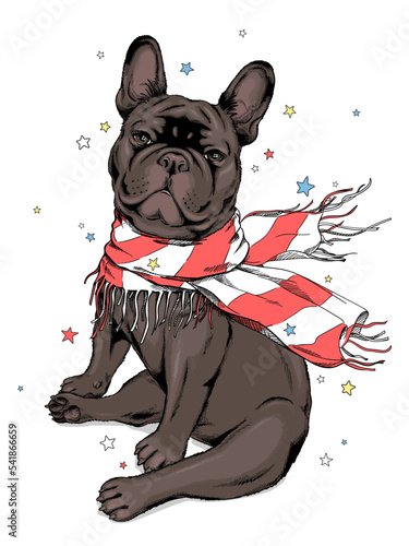 Cute french bulldog in a striped scarf. Vector illustration in hand-drawn style. Image for printing on any surface	