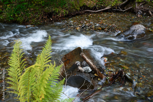 stream in the forest © Claudiu