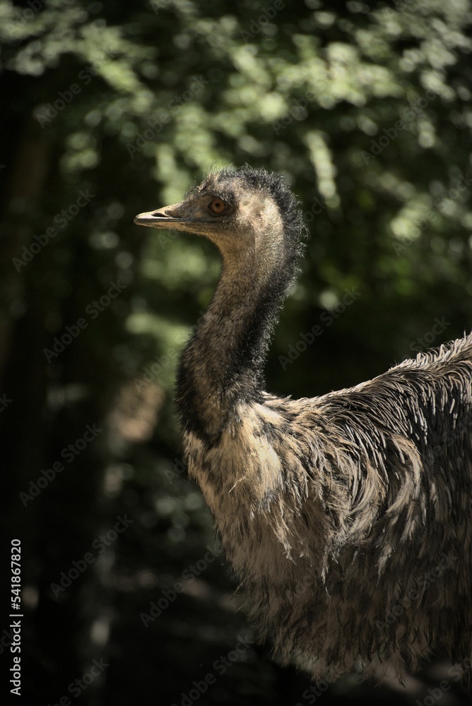 Tasmanian emu bird stands in a zoo with blur trees background, vertical