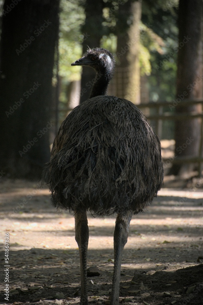 Back shot of a Tasmanian emu bird in a zoo with blur trees background