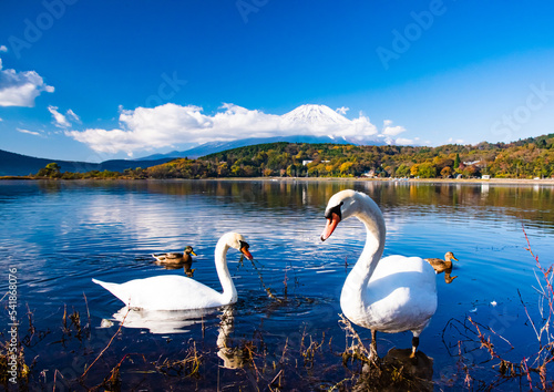 Fototapeta Naklejka Na Ścianę i Meble -  白鳥と富士山