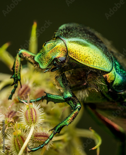 Macrophotography of a shiny green Rose Chafer (Cetonia aurata). Extremely close-up portrait and details.