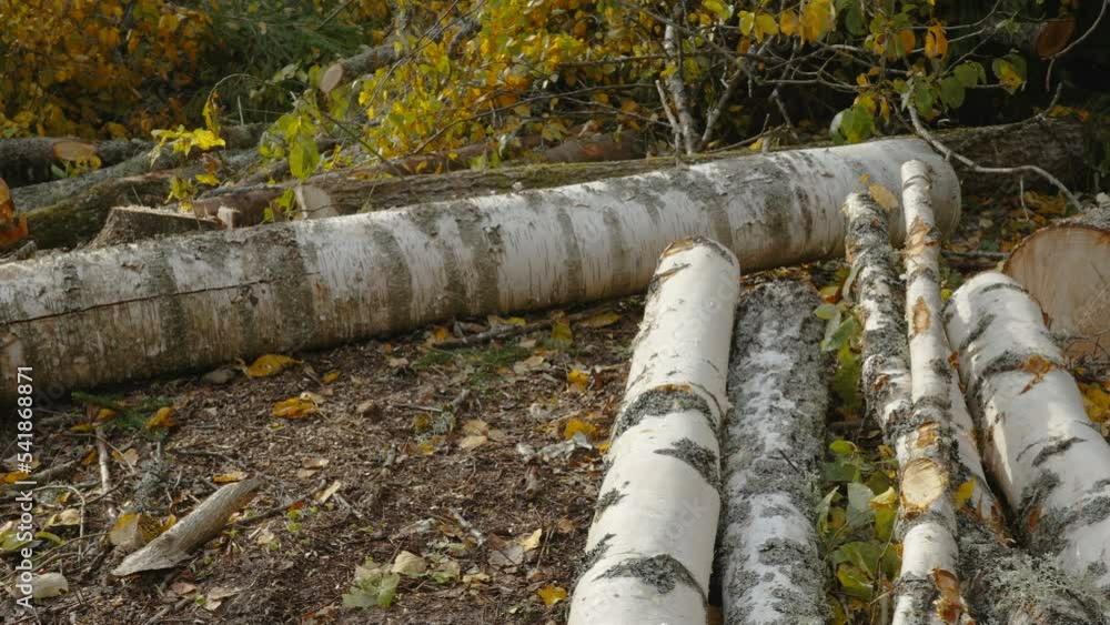 Some of the cut off birch tree in the forest ground lined up on the ground in Estonia Some of the cut off birch tree in the forest ground lined up on the ground in Estonia