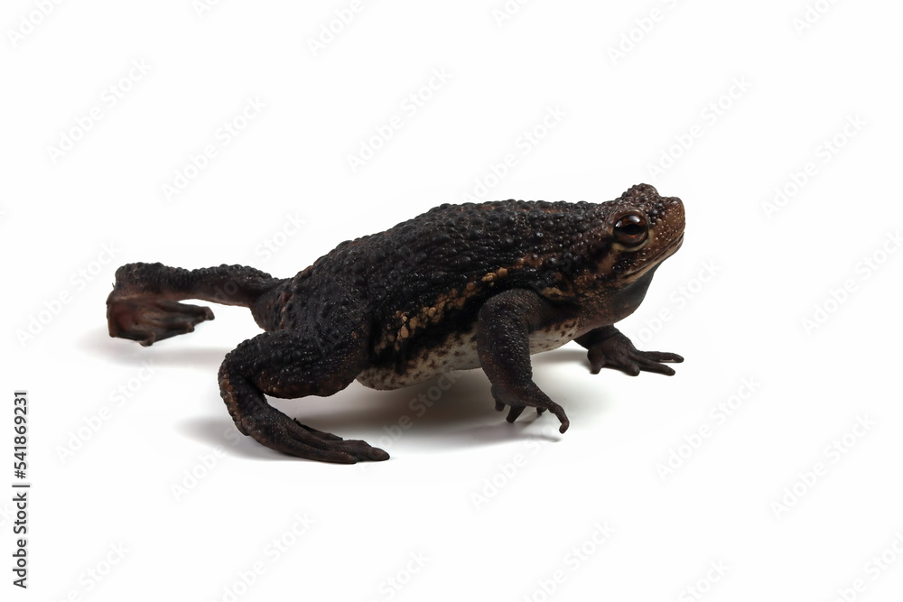 Pseudo subasper toad isolated on white background, Pseudo subasper closeup, Indonesian toad closeup Pseudo subasper toad isolated on white background, Pseudo subasper closeup, Indonesian toad closeup
