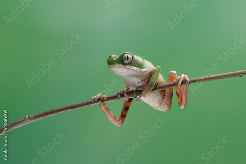 Phyllomedusa hypochondrialis climbing on branch, Northern orange-legged leaf frog or tiger-legged monkey frog closeup on green leaves 