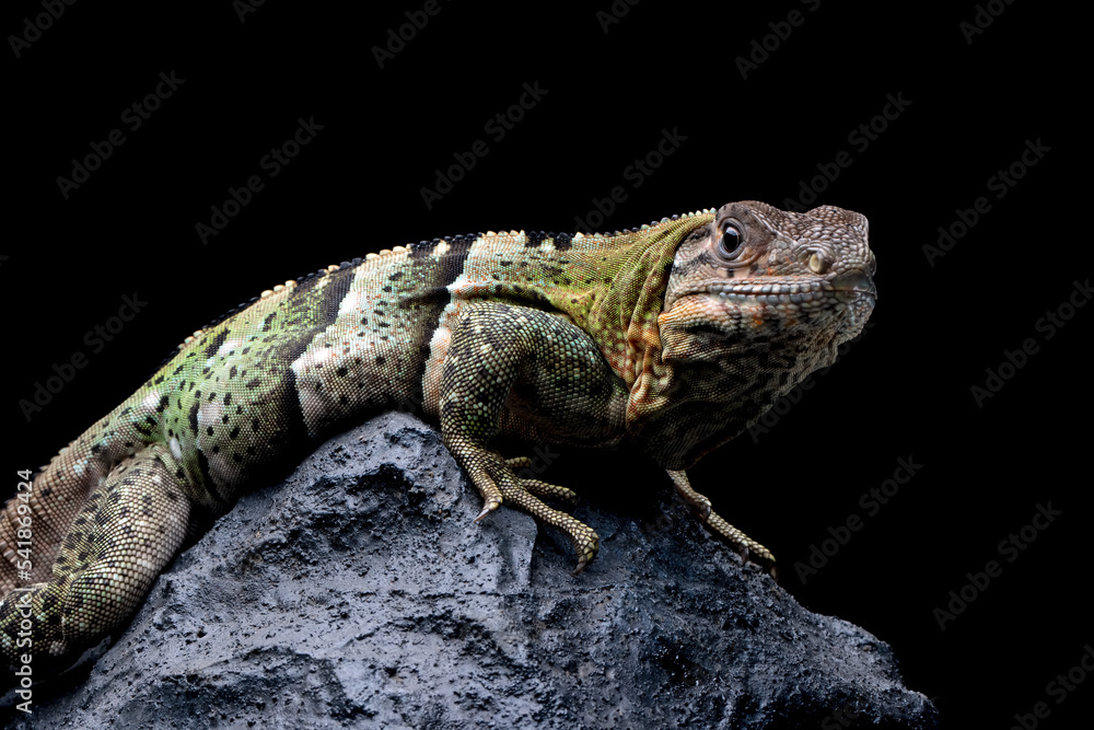 Ctenosaura similis Closeup on stone with isolated background, Ctenosaura similis lizard closeup Ctenosaura similis Closeup on stone with isolated background, Ctenosaura similis lizard closeup