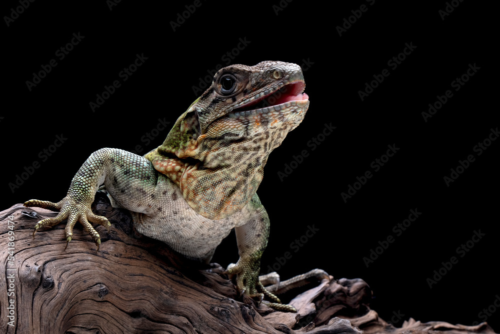 Obraz premium Ctenosaura similis Closeup on stone with isolated background, Ctenosaura similis lizard closeup