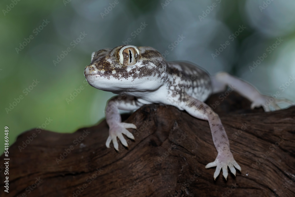 Naklejka premium Closeup Bearded Dragon on wood with isolated background, Bearded Dragon closeup 