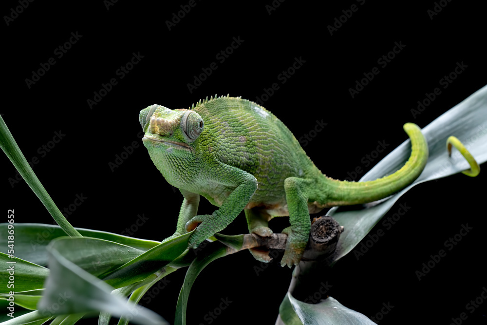 Female Chameleon fischer closeup on tree, Female chameleon fischer walking on twigs, chameleon fischer closeup on black background - obrazy, fototapety, plakaty 