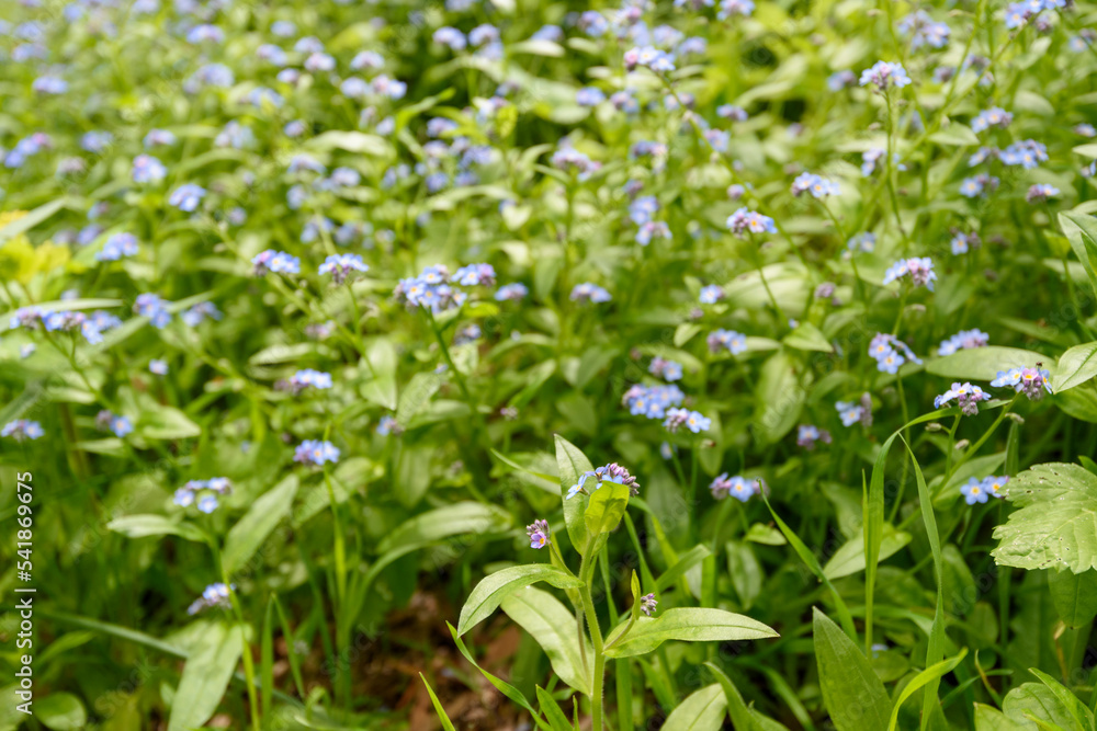 Spring flower At Erth Garden in Blackwood, Victoria, Australia Spring flower At Erth Garden in Blackwood, Victoria, Australia