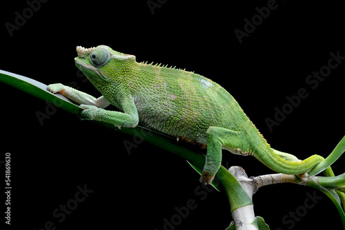 Female Chameleon fischer closeup on tree, Female chameleon fischer walking on twigs, chameleon fischer closeup on black background © kuritafsheen