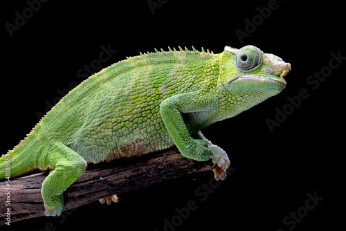 Female Chameleon fischer closeup on tree, Female chameleon fischer walking on twigs, chameleon fischer closeup on black background