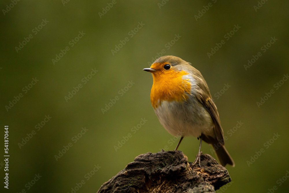 European Robin, Erithacus rubecula, orange songbird sitting on the lichen tree branch, bird in the nature habitat, Czech republic
