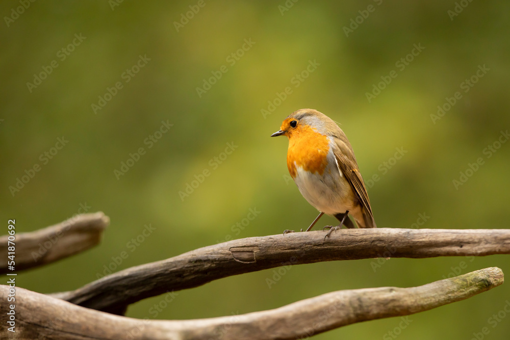 European Robin, Erithacus rubecula, passerine bird in the nature habitat. Sit on old tree branch. Czech republic European Robin, Erithacus rubecula, passerine bird in the nature habitat. Sit on old tree branch. Czech republic