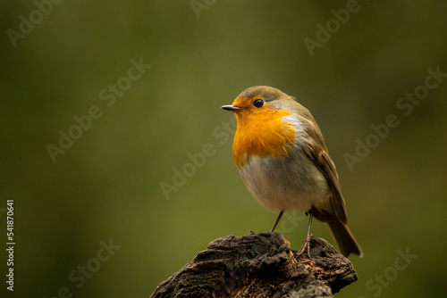 Obraz na płótnie European Robin, Erithacus rubecula, orange songbird sitting on the lichen tree branch, bird in the nature habitat, Czech republic w salonie