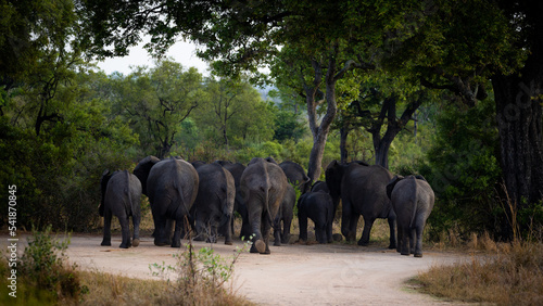 a herd of African elephants