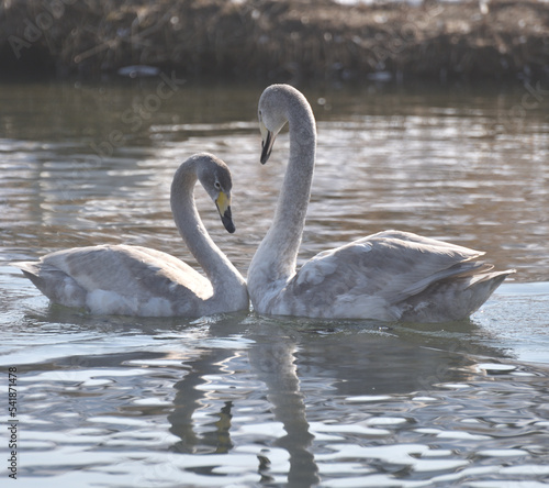 swan on the lake   