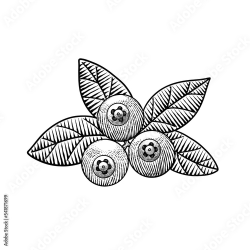 Blueberry , Leaves, engraving Illustration style. Hand drawing vintage clip art isolate on white background. blueberries Botanical line art Vector.