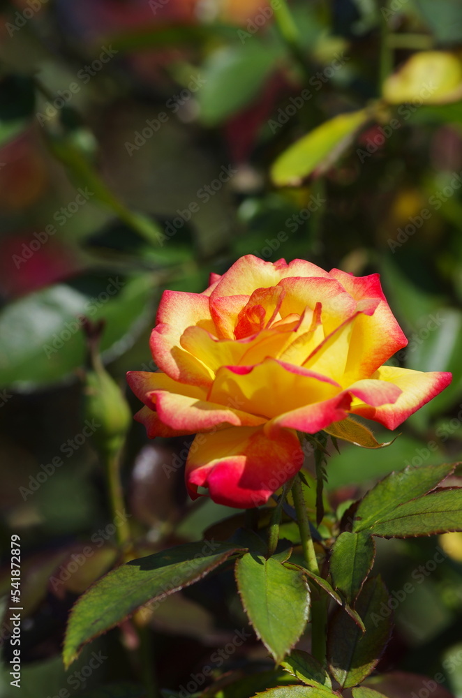 Autumn roses in various varieties