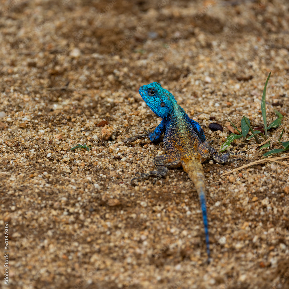 a blue headed tree agama on the ground a blue headed tree agama on the ground