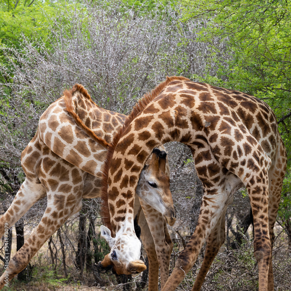 Giraffe bulls necking and fighting Giraffe bulls necking and fighting
