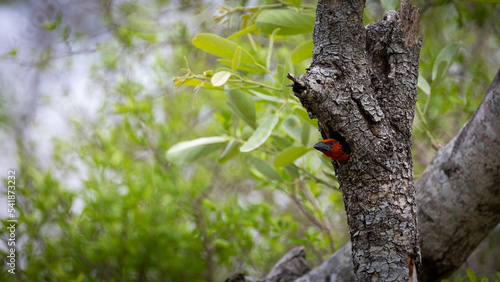 a black collared barbet peaking out of its nest
